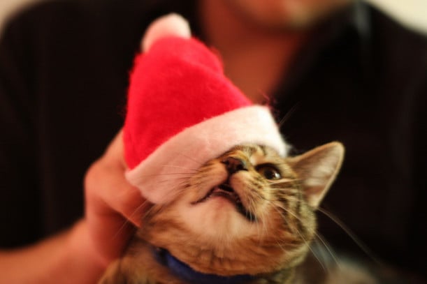 The Wonderous Christmas Cat Picture 